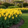 Tulipa Bulb Fosteriana Emperor Golden Emperor Tulip