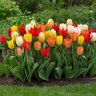 Tulipa Bulb Fosteriana Emperor Mixture Tulip