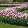 Tulipa Bulb Single Early Prince Mixture Tulip
