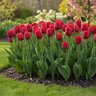 Tulipa Bulb Single Early Ruby Prince Tulip
