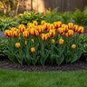 Tulipa Bulb Single Late Helmar Tulip