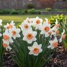 Narcissus Bulb Large Cup Accent Daffodil