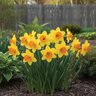 Narcissus Bulb Large Cup Fortune Daffodil