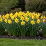 Narcissus Bulb Large Cup Carlton Daffodil