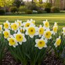 Narcissus Bulb Large Cup Ice Follies Daffodil