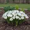 Crocus Bulb Chrysanthus Ard Schenk Small Flowering Crocus