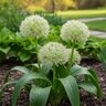 Allium Bulb Karatavinese Ivory Queen Ornamental Onion