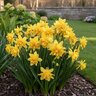 Narcissus Bulb Miniature Double Tete Boucle Daffodil