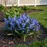 Scilla Bulb Siberica Siberian Squill