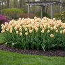 Tulipa Bulb Greggii Fur Elise Tulip