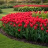 Tulipa Bulb Greggii Red Riding Hood Tulip