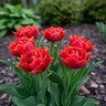 Tulipa Bulb Double Early Abba Tulip