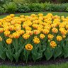 Tulipa Bulb Double Early Monsella Tulip
