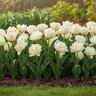 Tulipa Bulb Double Early Mondial Tulip