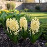 Hyacinthus Bulb Orientalis City of Haarlem Hyacinth