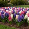 Hyacinthus Bulb Orientalis Star and Stripes Mixture Hyacinth