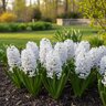 Hyacinthus Bulb Orientalis Blue Eyes Hyacinth