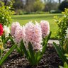 Hyacinthus Bulb Orientalis Pink Surprise Hyacinth