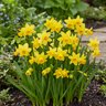 Narcissus Bulb Miniature Tete A Tete Rockgarden Daffodil