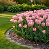 Tulipa Bulb Double Early Foxtrot Tulip