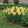 Narcissus Bulb Large Cup St Patricks Day Daffodil
