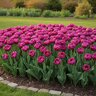 Tulipa Bulb Double Early Double Flag Tulip
