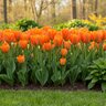 Tulipa Bulb Fosteriana Emperor Orange Emperor Tulip