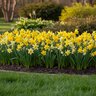 Narcissus Bulb Miniature Botanical Mixture Daffodil