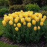 Tulipa Bulb Fosteriana Emperor Sweetheart Tulip