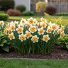 Narcissus Bulb Double Westward Daffodil