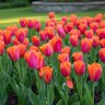 Tulipa Bulb Triumph Orange Dynasty Tulip