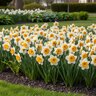 Narcissus Bulb Large Cup Virginia Sunrise Daffodil