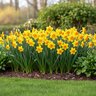 Narcissus Bulb Large Cup Loveday Daffodil