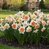 Narcissus Bulb All Season Rotterdam Mixture Daffodil