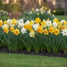 Narcissus Bulb Large Cup Large Flowering Mixture Daffodil
