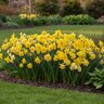 Narcissus Bulb All Season Amsterdam Mixture Daffodil