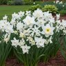 Narcissus Bulb All Season Holland Mixture Daffodil
