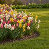 Multi Bulb Friends and Family Blend