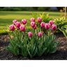 Tulipa Bulb Single Early Christmas Dream Tulip