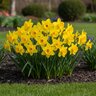 Narcissus Bulb Large Cup Gigantic Star Daffodil