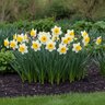 Narcissus Bulb Trumpet Goblet Daffodil