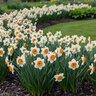 Narcissus Bulb Large Cup Sempre Avanti Daffodil