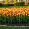 Tulipa Bulb Single Early Bright Flair Tulip