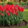 Tulipa Bulb Fosteriana Emperor Red Emperor Tulip