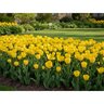 Tulipa Bulb Fosteriana Emperor Yellow Purissima Tulip