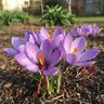 Crocus Bulb Saffron Sativus Autumn Flowering Crocus