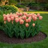 Tulipa Bulb Single Late Stunning Apricot Tulip