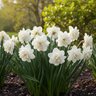 Narcissus Bulb Double White Medal Daffodil