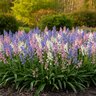 Hyacinthoides Bulb Hispanica Mixture Spanish Bluebells