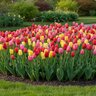 Tulipa Bulb Fruit Punch Mixture Tulip
